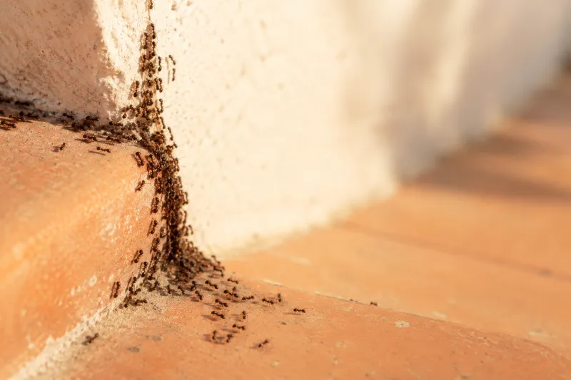 Plaga de hormigas en pared de vivienda, tratamiento profesional en Huelva